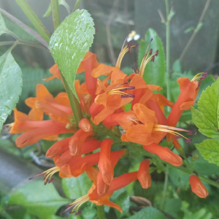 Plant image Tecoma Capensis