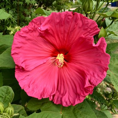 Rose Mallow 'Jazzberry Jam'