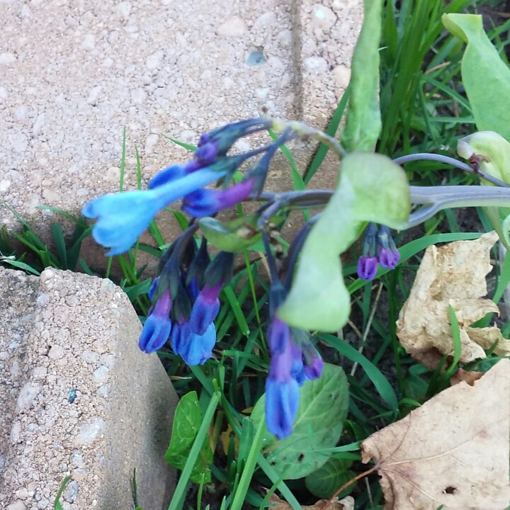 Plant image Mertensia virginica syn. Mertensia pulmonarioides