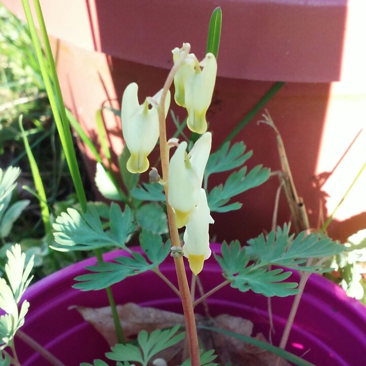 Plant image Dicentra cucullata