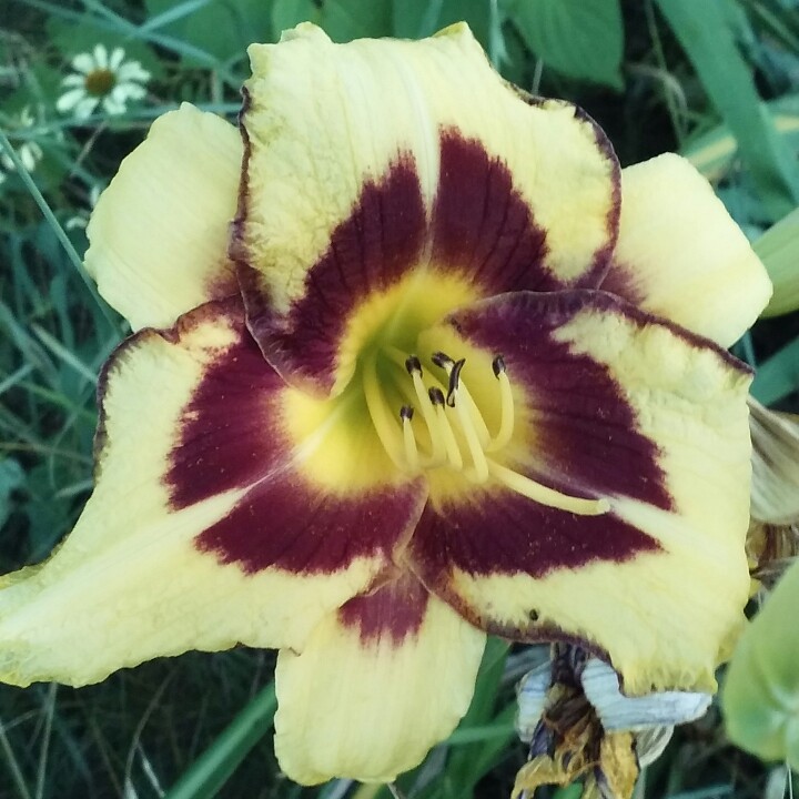 Plant image Hemerocallis 'Wild Horses'