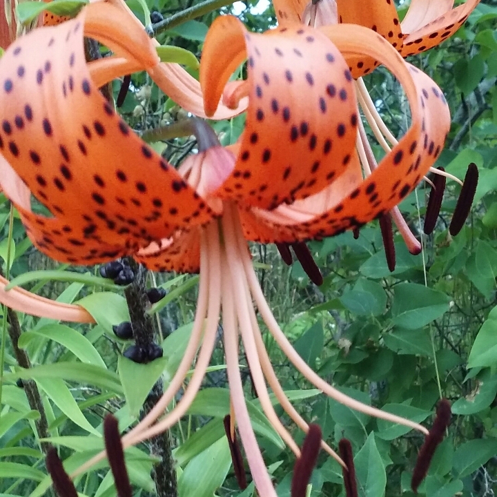 Plant image Lilium henryi