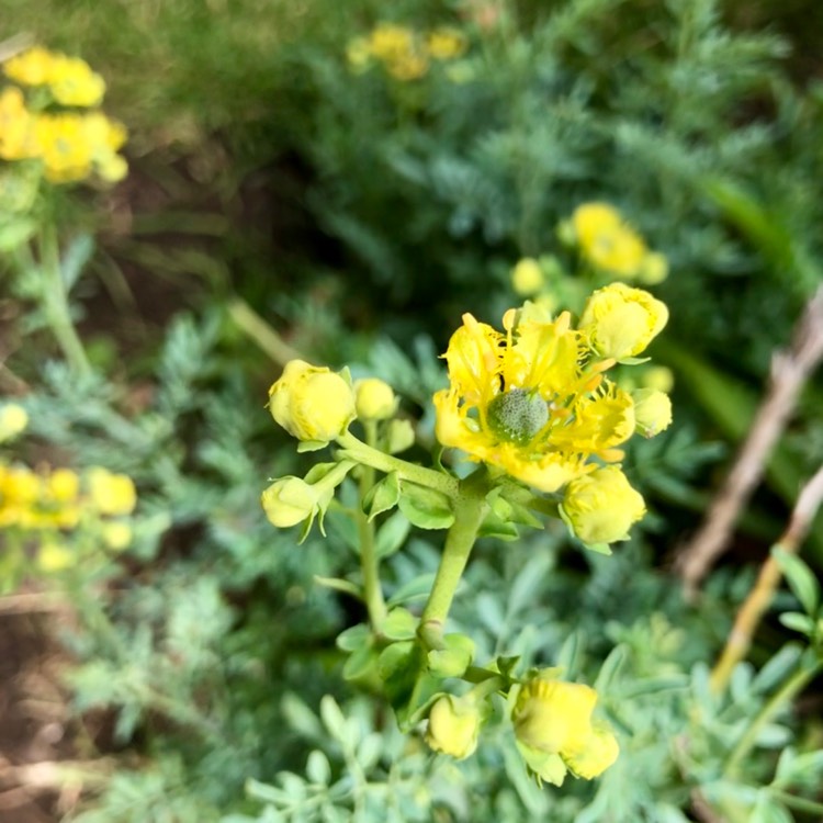 Plant image Ruta graveolens 'Jackman's Blue'