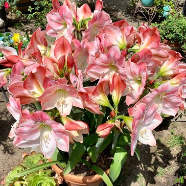 Hippeastrum (Galaxy Group) 'Apple Blossom'