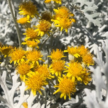 Centaurea cineraria subsp. cineraria