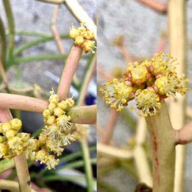 Euphorbia tirucalli 'Rosea'