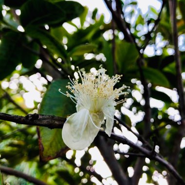 Psidium guajava

