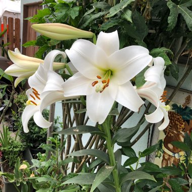 Lilium longiflorum