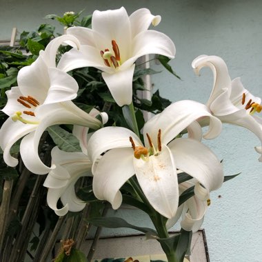 Lilium longiflorum