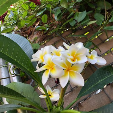 Plumeria