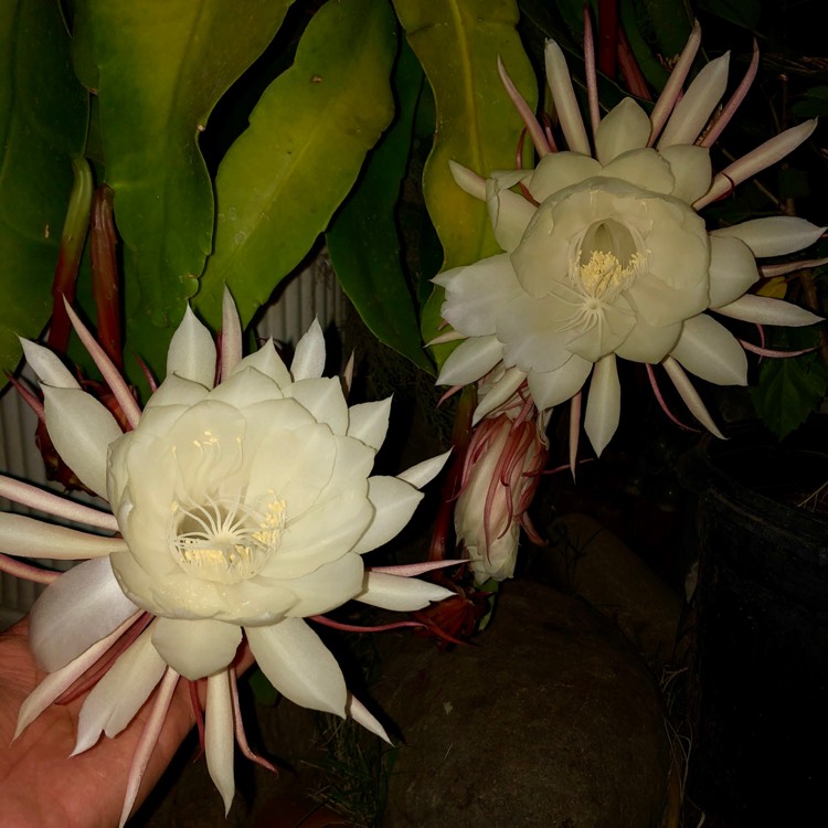 Plant image Epiphyllum oxypetalum