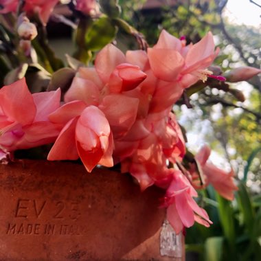 Schlumbergera truncata