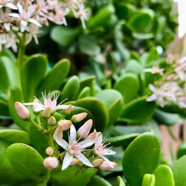 Crassula ovata syn. Crassula argentea, Crassula portulacea,Crassula obliqua,Crassula articulata,Crassula nitida,Crassula lucens.