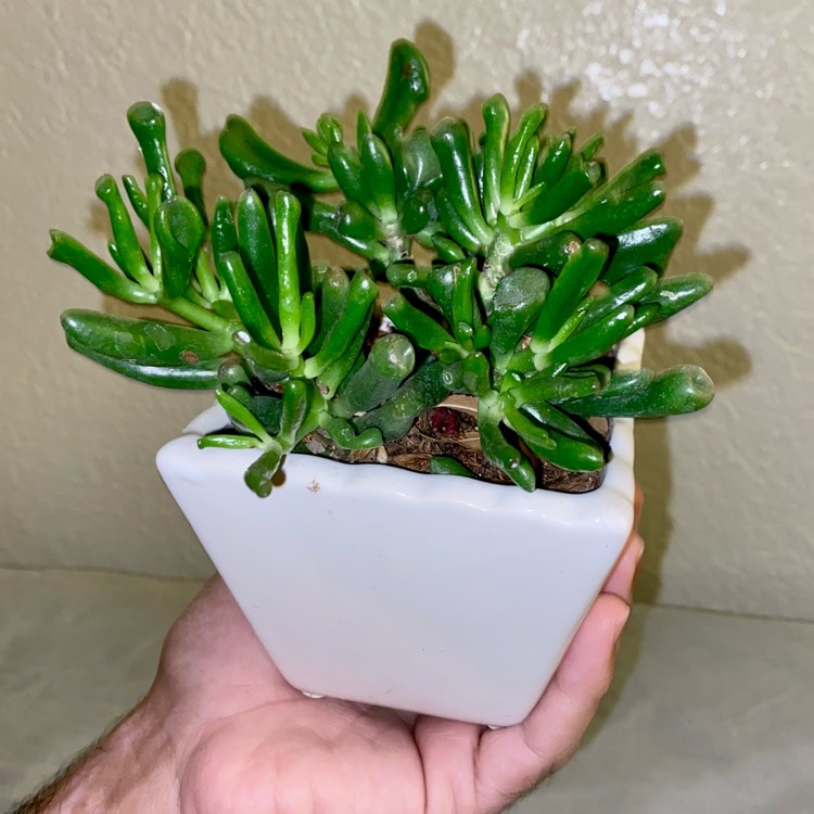 Plant image Crassula Ovata 'Gollum'