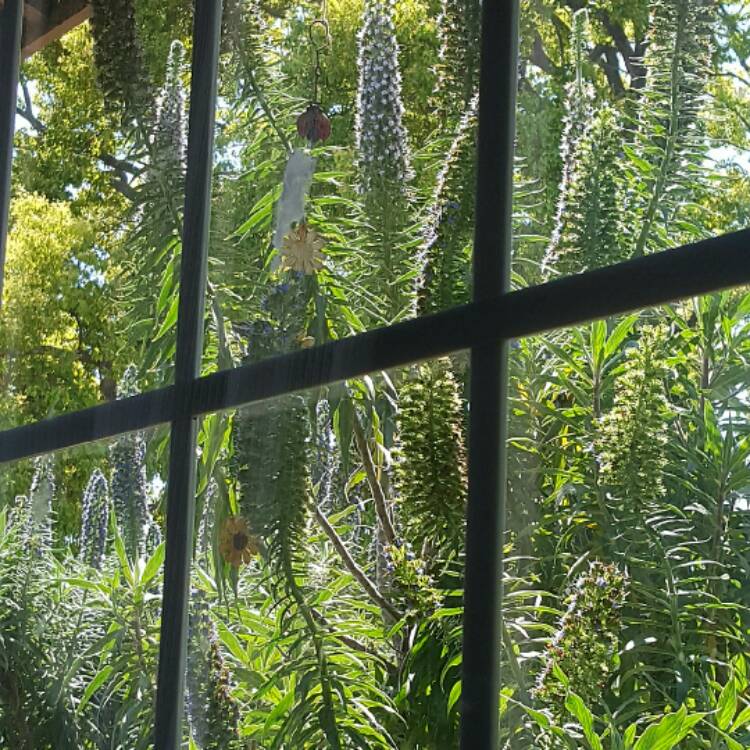 Plant image Echium candicans syn. Echium fastuosum