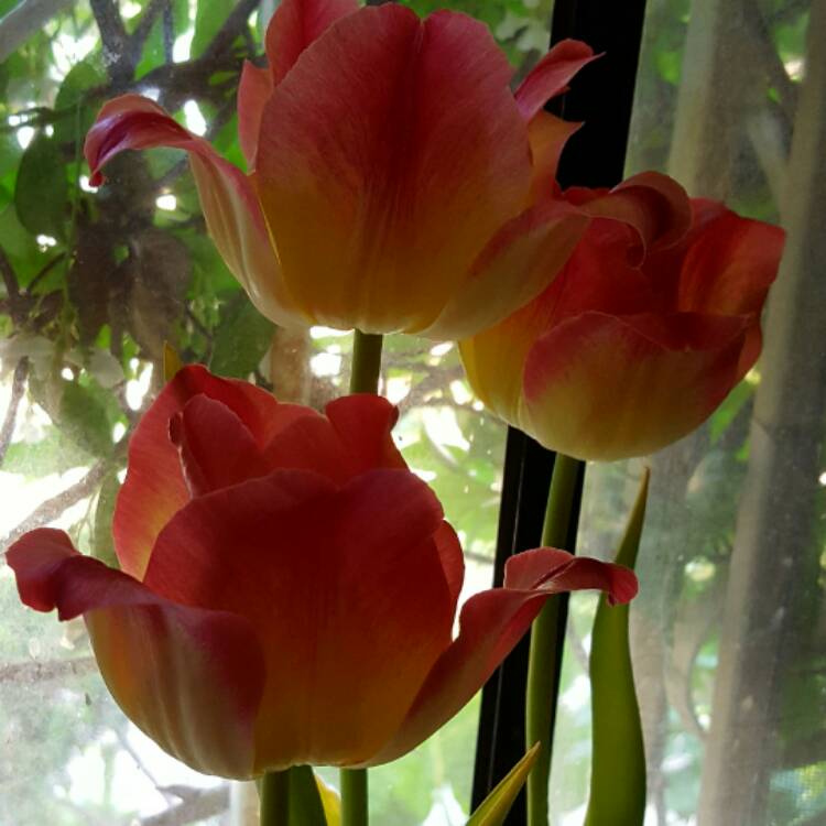 Plant image Tulipa 'Orange Emperor'