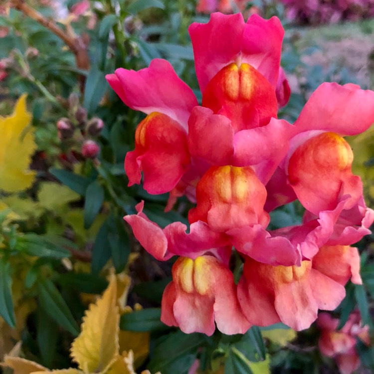 Plant image Antirrhinum majus 'Rembrandt'