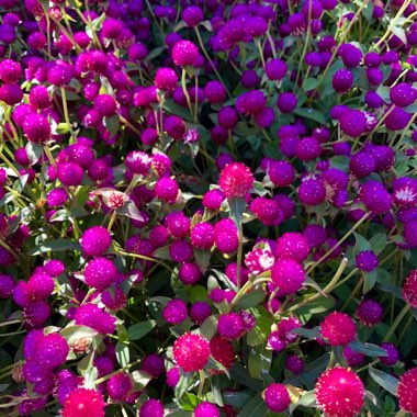 Gomphrena globosa