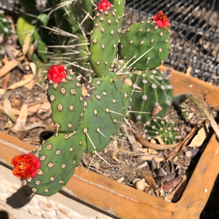 Plant image Opuntia Quimilo