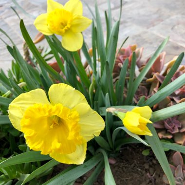 Narcissus pseudonarcissus