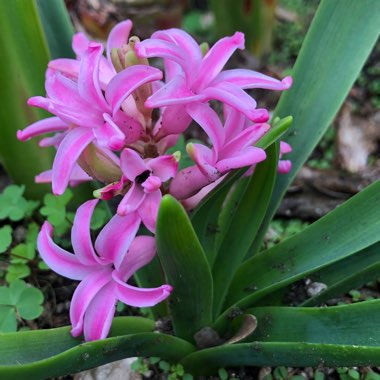 Hyacinthus orientalis 'Amethyst'