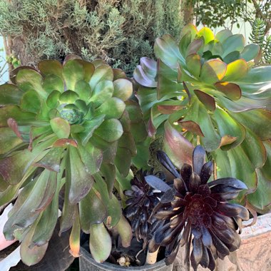 Aeonium Arboreum Zwartkop