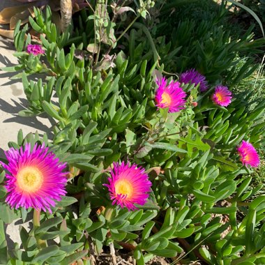 Delosperma cooperi syn. Mesembryanthemum cooperi