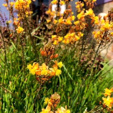 Bulbine frutescens