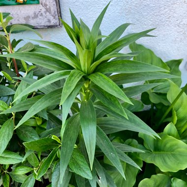 Lilium longiflorum