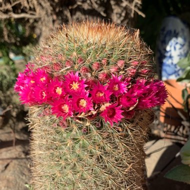 Mammillaria pilcayensis