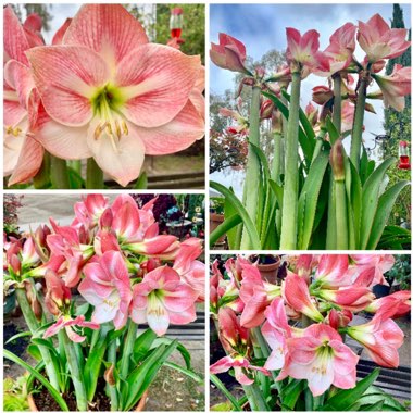 Hippeastrum (Galaxy Group) 'Apple Blossom'