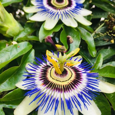 Blue Passion Flower