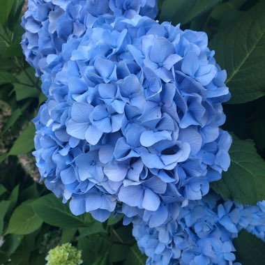 Hydrangea 'Endless Summer'