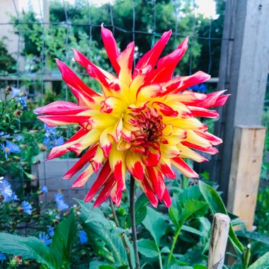 Dahlia 'Procyon'