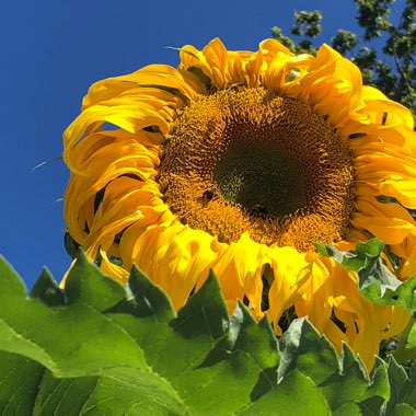 Sunflower 'Giant Single'