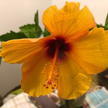 Tropical Hibiscus 'Apricot Brandy'