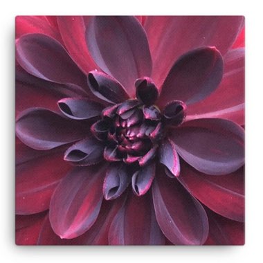 Dahlia 'Dahlinova Carolina Burgundy' (Dahlinova Series)