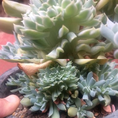 Echeveria Runyonii var. Topsy Turvy