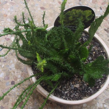 Euphorbia inermis var. huttonae

