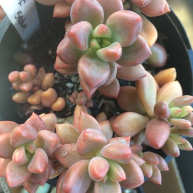 x Graptosedum Bronze