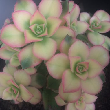 Aeonium Haworthii Dreamcolour