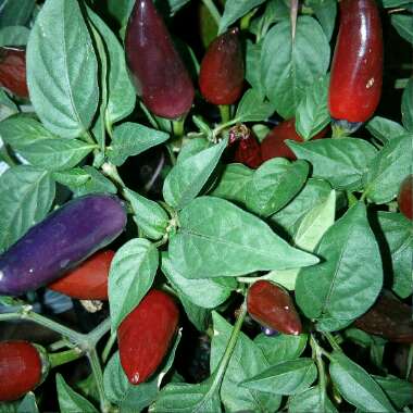 Capsicum Annuum 'NuMex Twilight'