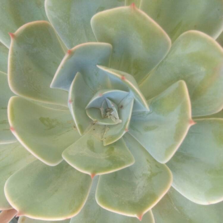 plant image 610079