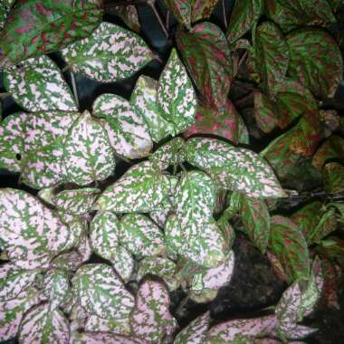 Hypoestes phyllostachya 'Pink Splash'