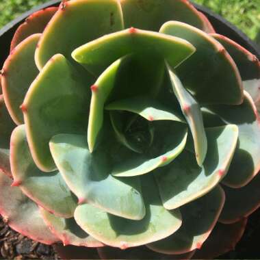 Echeveria Imbricata