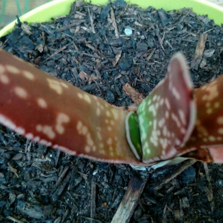 Plant image Gasteria bicolor var. 'Liliputana'