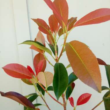 Photinia x fraseri 'Robusta'