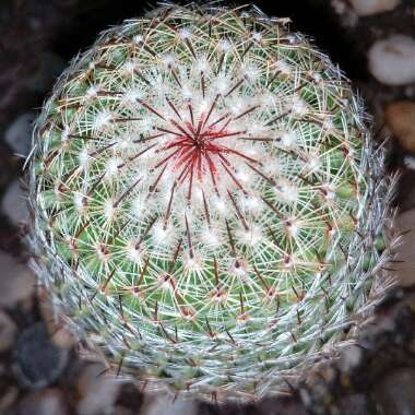 Mammillaria matudae