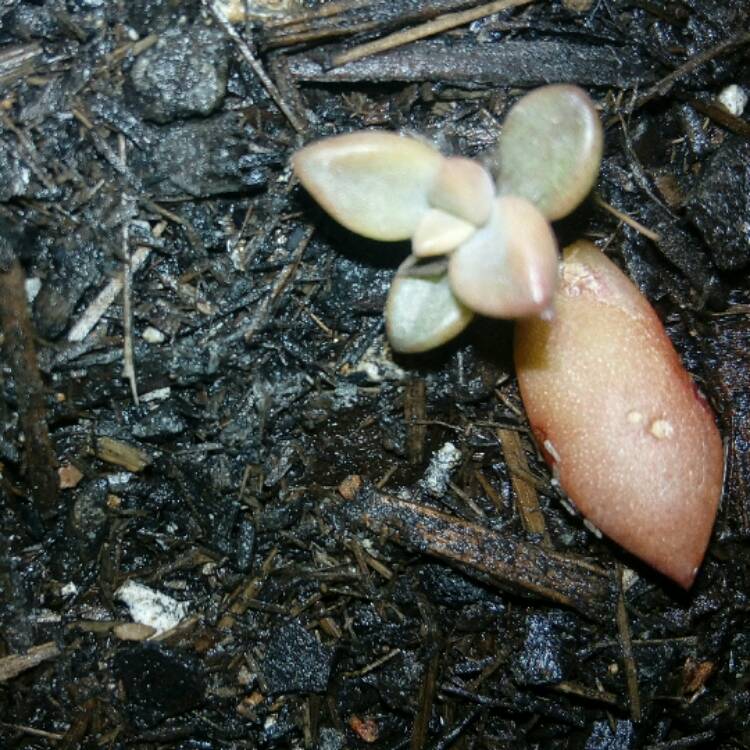 Plant image x Graptosedum Bronze