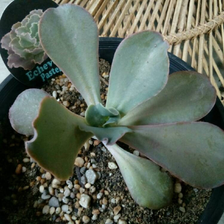 Plant image Echeveria Pastel